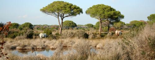 Maremma